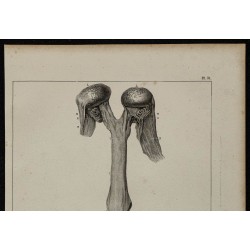 1839 - Organes génitaux free-martin 