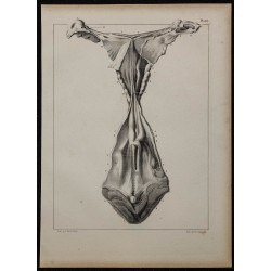 1839 - Organes génitaux free-martin 