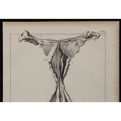 1839 - Organes génitaux free-martin 