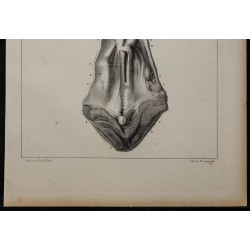 1839 - Organes génitaux free-martin 