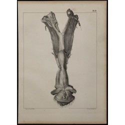 1839 - Organes génitaux free martin 