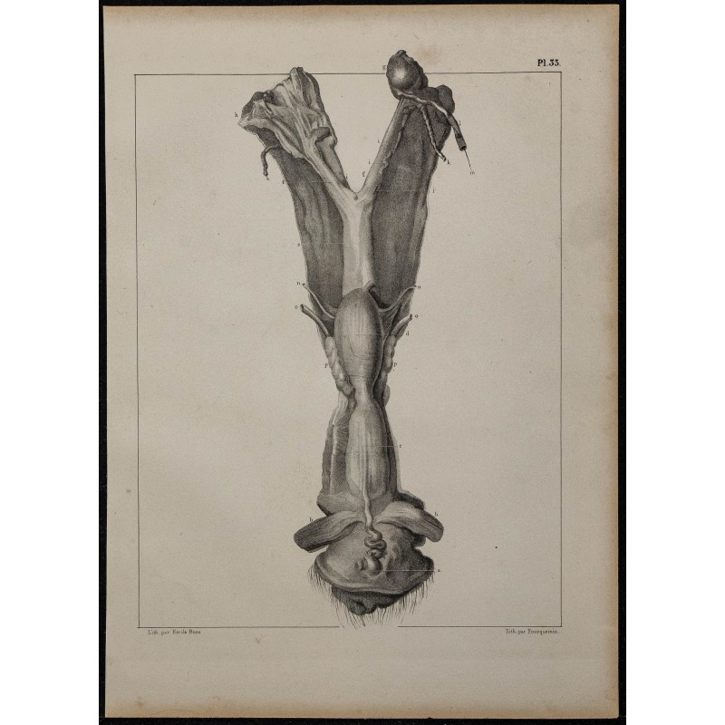 1839 - Organes génitaux free martin 