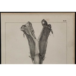 1839 - Organes génitaux free martin 