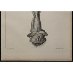 1839 - Organes génitaux free martin 