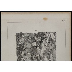 1839 - Circulation utérine et placenta 