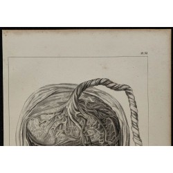 1839 - Placenta bilobé de singe 