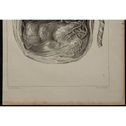 1839 - Placenta bilobé de singe 
