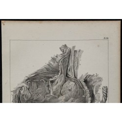 1839 - Placenta bilobé de singe 