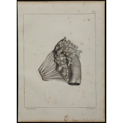 1839 - Intestin et kystes porcins 