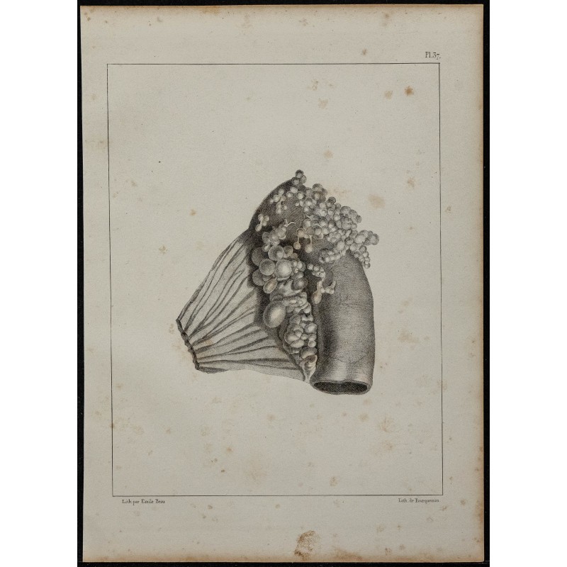 1839 - Intestin et kystes porcins 