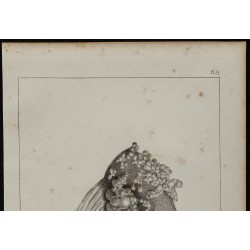 1839 - Intestin et kystes porcins 