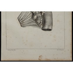 1839 - Intestin et kystes porcins 