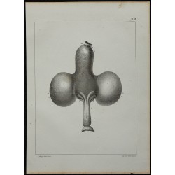 1839 - Jabot et œsophage du pigeon 