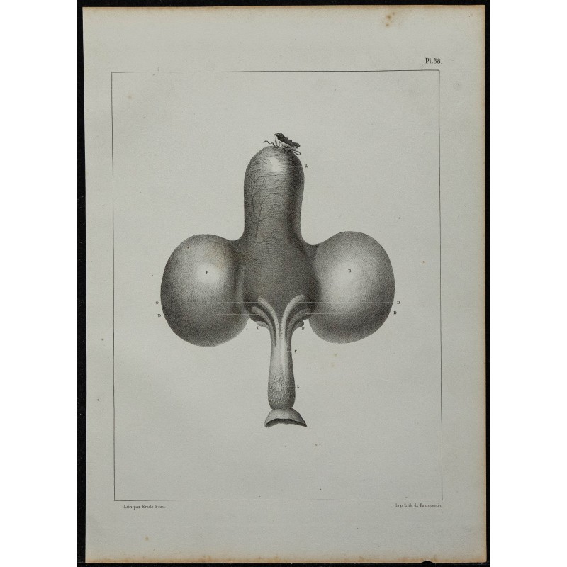 1839 - Jabot et œsophage du pigeon 