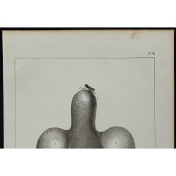 1839 - Jabot et œsophage du pigeon 
