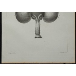 1839 - Jabot et œsophage du pigeon 