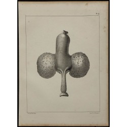 1839 - Jabot et glandes de pigeons 