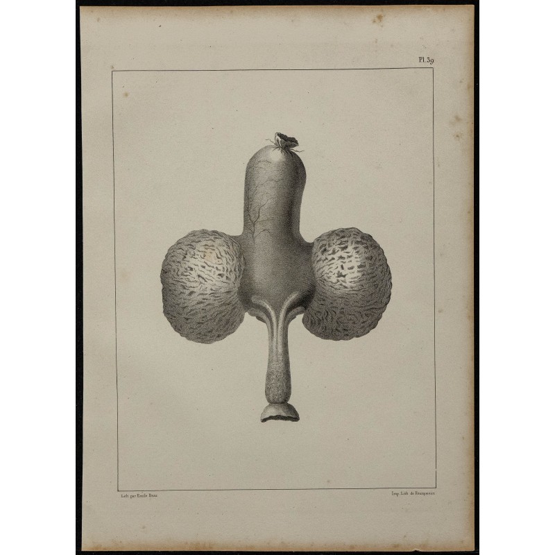 1839 - Jabot et glandes de pigeons 