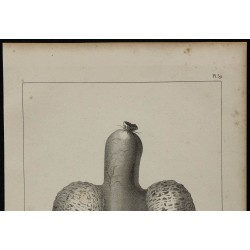1839 - Jabot et glandes de pigeons 