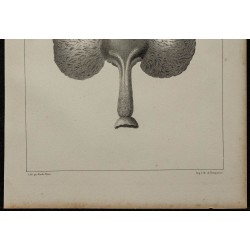 1839 - Jabot et glandes de pigeons 