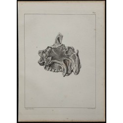 1839 - Nerfs olfactifs et fosse nasale 
