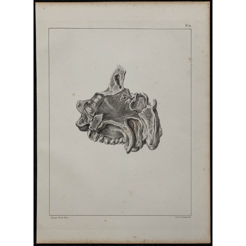 1839 - Nerfs olfactifs et fosse nasale 