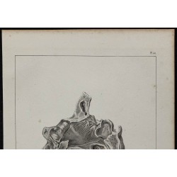 1839 - Nerfs olfactifs et fosse nasale 