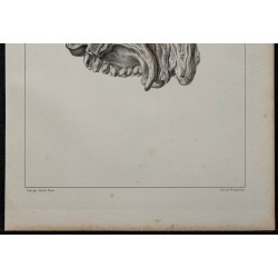 1839 - Nerfs olfactifs et fosse nasale 
