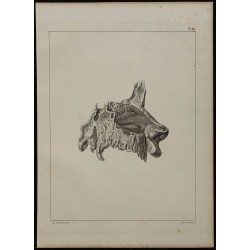 1839 - Nerf olfactif et fosses nasales 