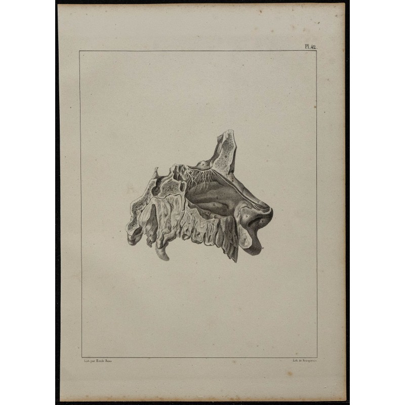 1839 - Nerf olfactif et fosses nasales 