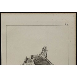 1839 - Nerf olfactif et fosses nasales 
