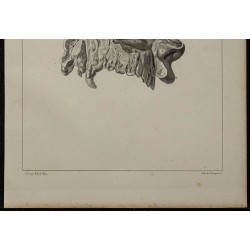 1839 - Nerf olfactif et fosses nasales 