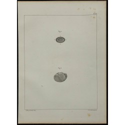 1839 - Structure du cristallin de seiche 