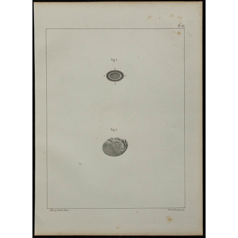 1839 - Structure du cristallin de seiche 