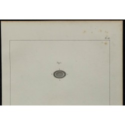 1839 - Structure du cristallin de seiche 