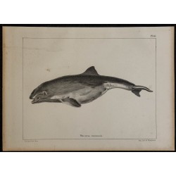 1839 - Corps et tête du marsouin 