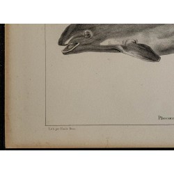 1839 - Corps et tête du marsouin 