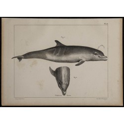 1839 - Anatomie et morphologie du dauphin 