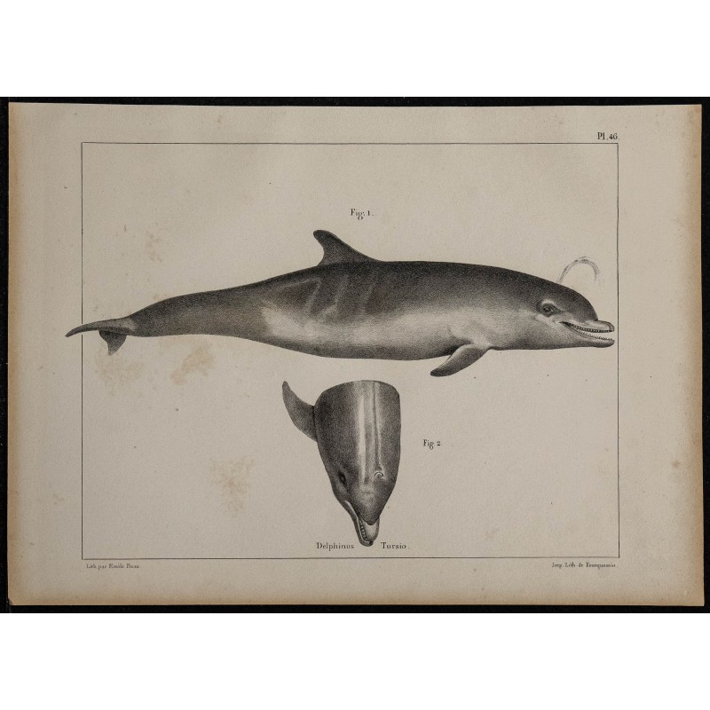 1839 - Anatomie et morphologie du dauphin 