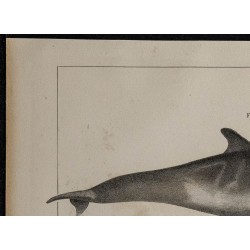 1839 - Anatomie et morphologie du dauphin 
