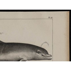 1839 - Anatomie et morphologie du dauphin 