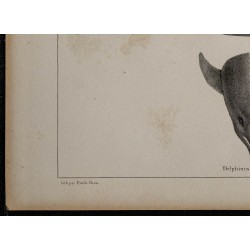 1839 - Anatomie et morphologie du dauphin 