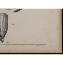 1839 - Anatomie et morphologie du dauphin 