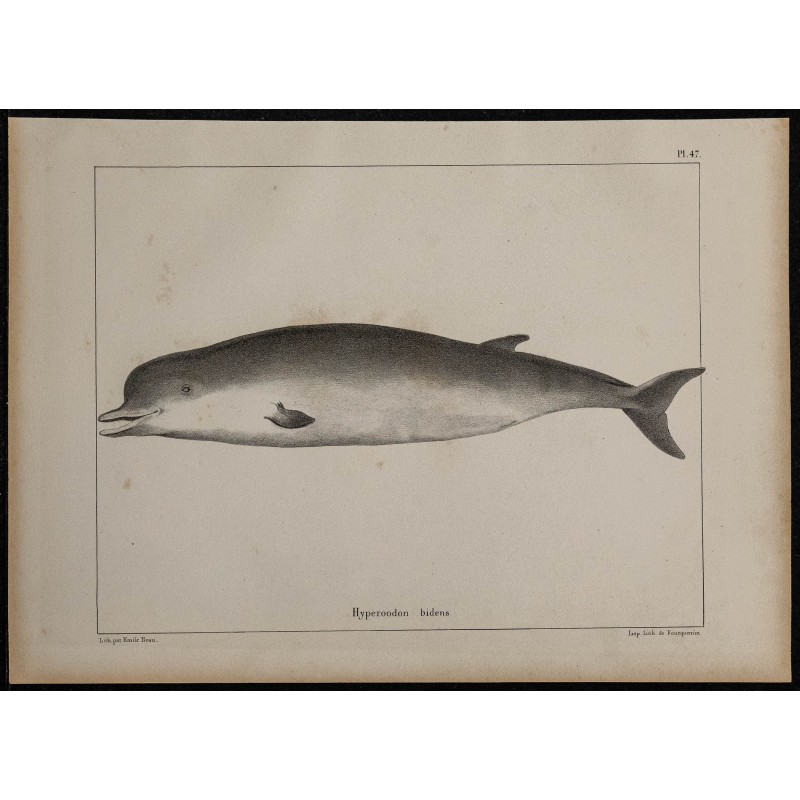 1839 - Morphologie d’une baleine à gros nez 