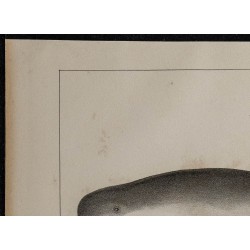 1839 - Morphologie d’une baleine à gros nez 