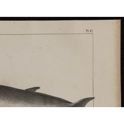 1839 - Morphologie d’une baleine à gros nez 