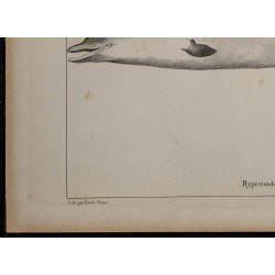 1839 - Morphologie d’une baleine à gros nez 