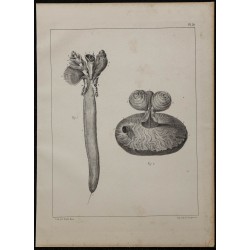 1839 - Spirobranche-arbre de Noël 