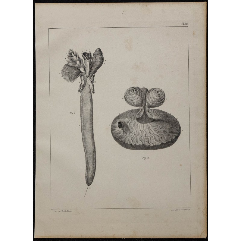 1839 - Spirobranche-arbre de Noël 