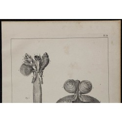 1839 - Spirobranche-arbre de Noël 